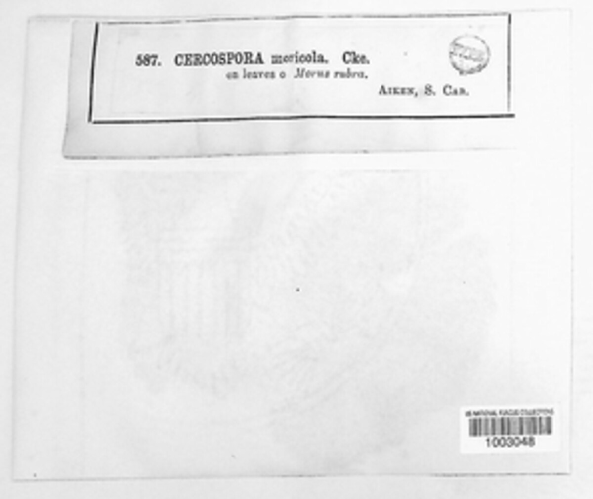 Cercospora moricola image